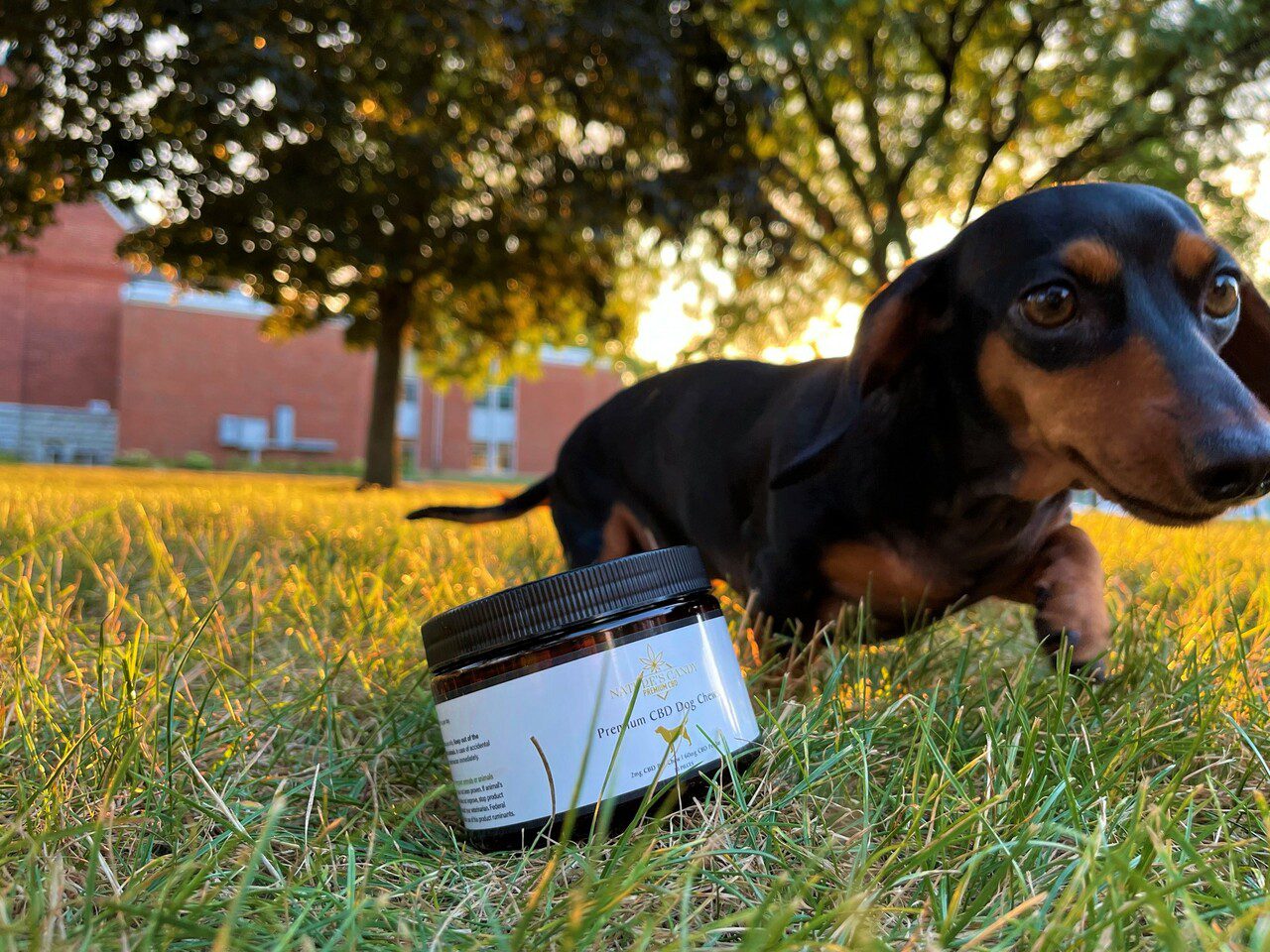 A jar of Nature's Candy CBD beef flavored treats placed on a grass besides a dachshund dog on a nice evening to show a calm happy dog and free of anxiety.