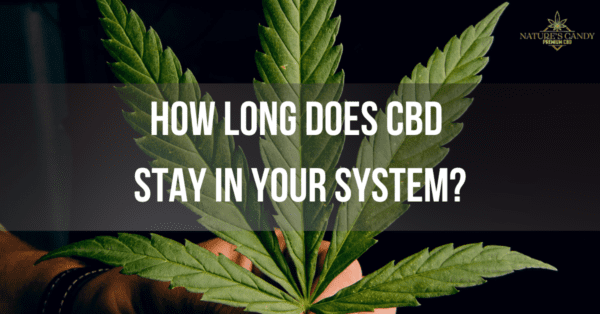 featured image of a blog named: How long Does CBD Stay In Your System (Detailed Guide), in the background a person is holding a leaf of hemp plant